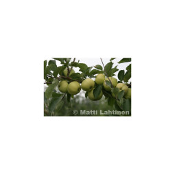 Kesäomena valkeakuulas (hillittykasvuinen)