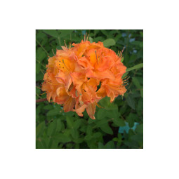 Revontuliatsalea oranssi