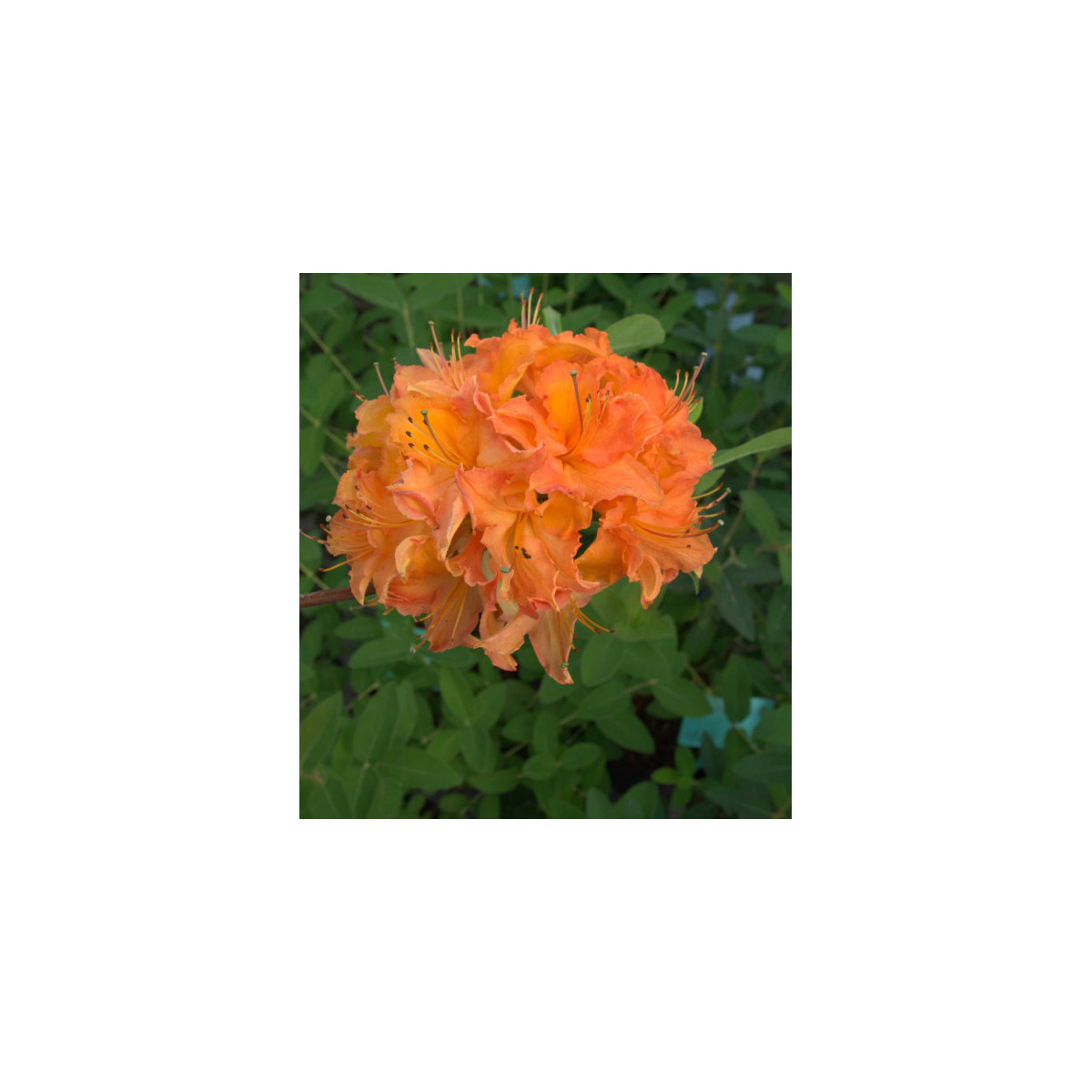 Revontuliatsalea oranssi