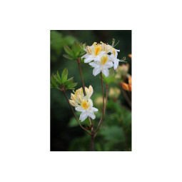 Revontuliatsalea valkokeltainen