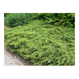 Kääpiökataja 30-40 cm