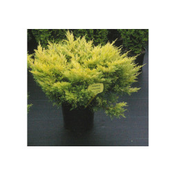 Keltalaakakataja Lime Glow 30-40 cm