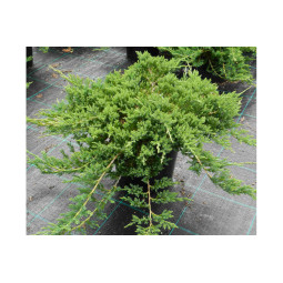 Laakakataja Prince of Wales 30-40 cm