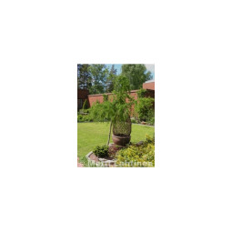 Riippalehtikuusi 100- cm