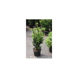 Kääpiöjapaninmarjakuusi