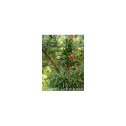 Kartiomarjakuusi Hicksii