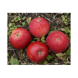 Kesäomena Punaposki