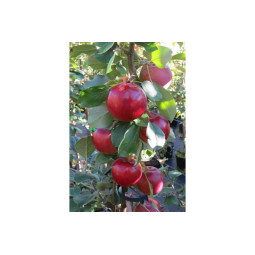 Pilariomenapuu Punainen helminauha