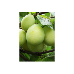 Luumu Laatokan helmi