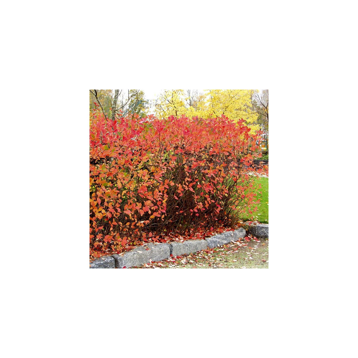 Koristearonia