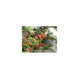 Japaninruusukvitteni