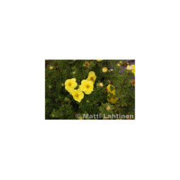 Pensashanhikki Kobold