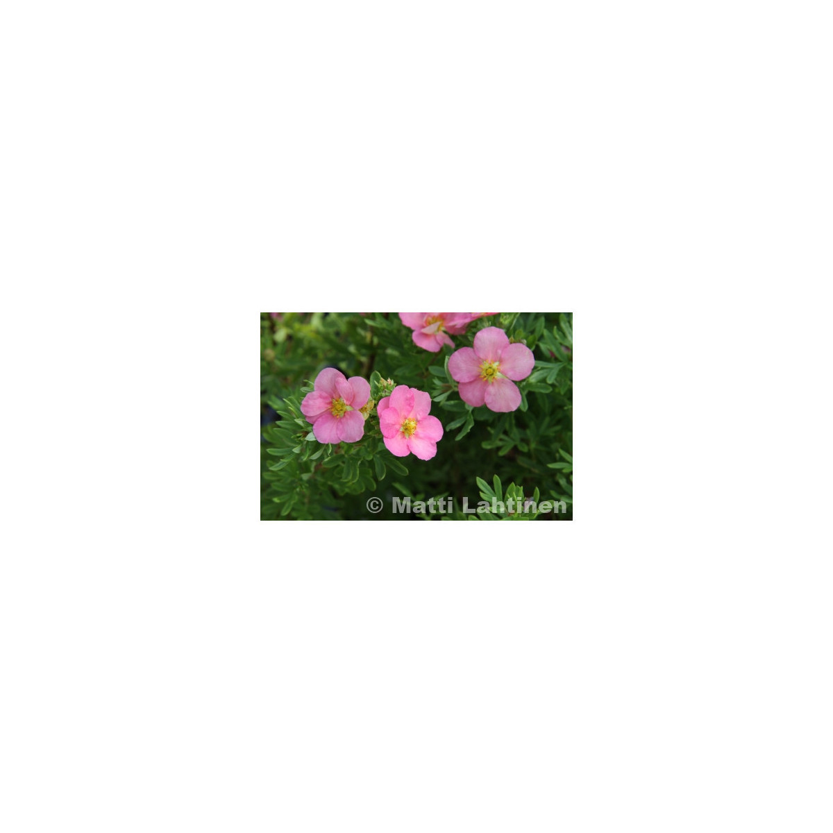 Pensashanhikki Lovely Pink