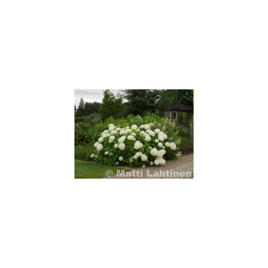 Pallohortensia