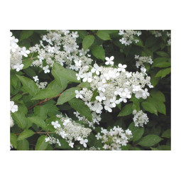 Mustilanhortensia