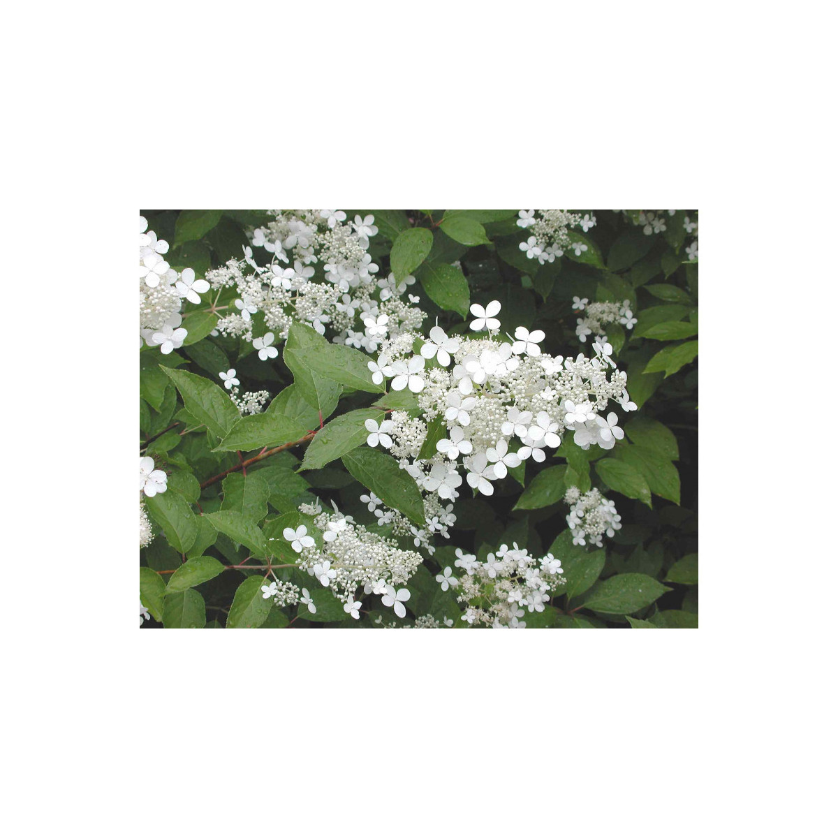 Mustilanhortensia