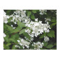 Mustilanhortensia