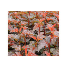 Purppuraheisiangervo Lady in Red