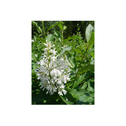 Puistosyreeni Tammelan Kaunotar 120-150