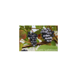 Viiniköynnös Hazaine Sladkii