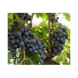 Viiniköynnös Zilga