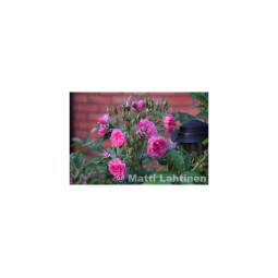 Neilikkaruusu vaaleanpunainen