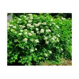 Kääpiökoiranheisi