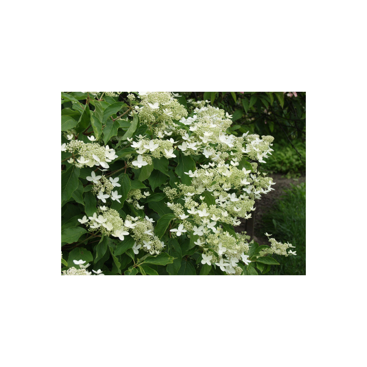Kuutamohortensia