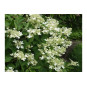 Kuutamohortensia
