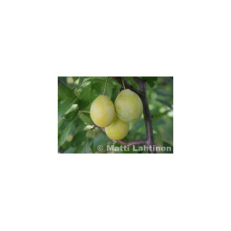 Luumu Siivosen keltaluumu