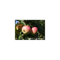 Syysomena keltakaneli (hillittykasvuinen)