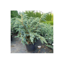 Sinikataja (Meyeri 30-40)