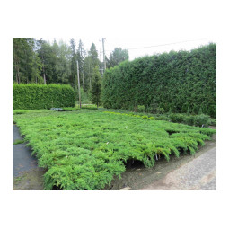 Laakakataja Andorra Compact 40-50 cm