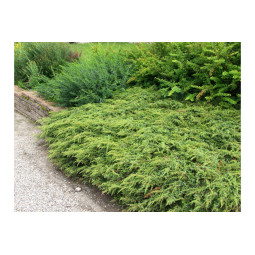 Kääpiökataja 40-50 cm