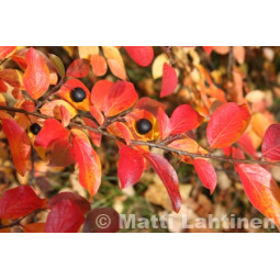 Kiiltotuhkapensaan aitataimet