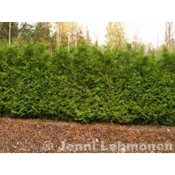 Kartiotuija 80-100 cm