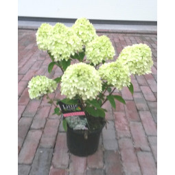 Pikkuhortensia Little Lime