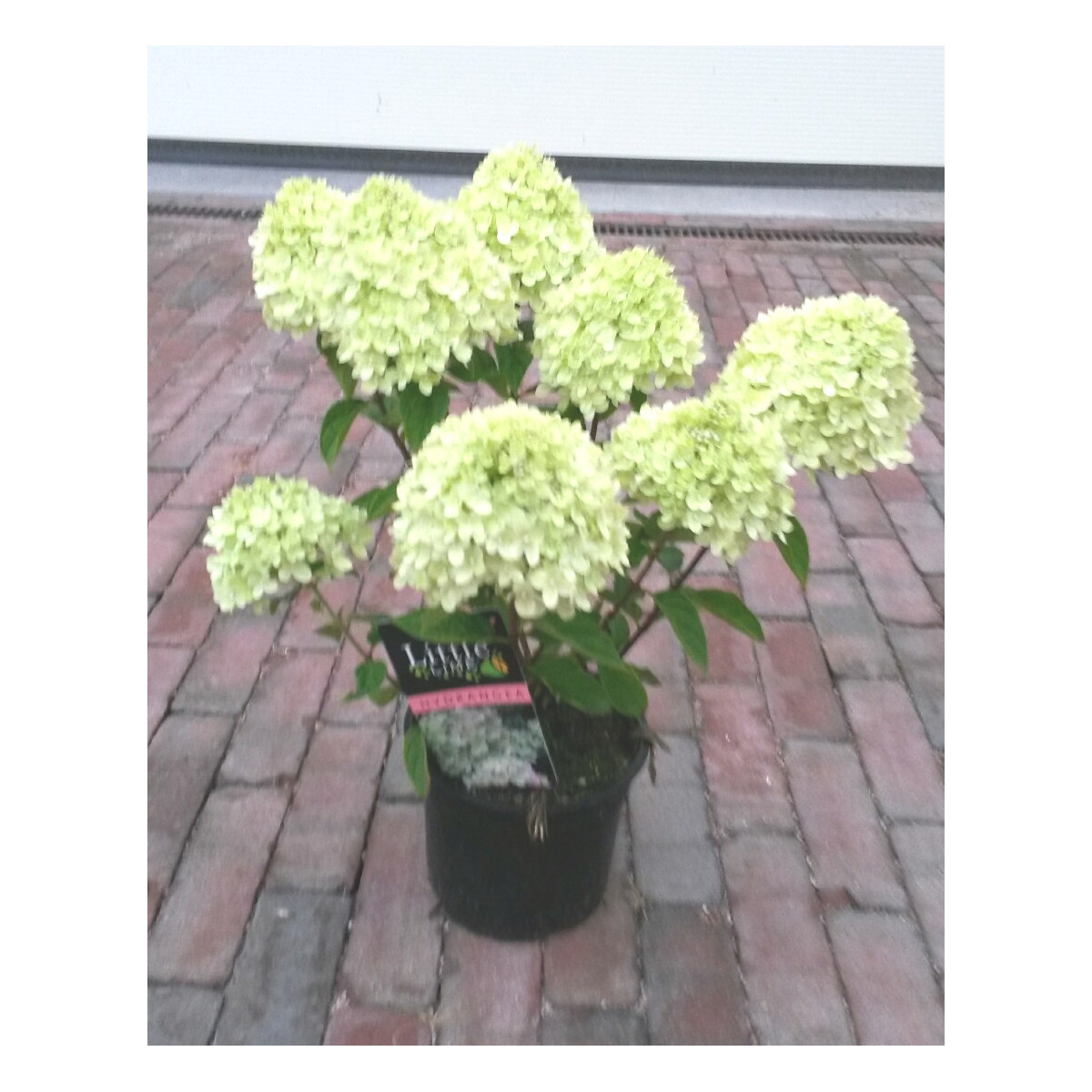Pikkuhortensia Little Lime