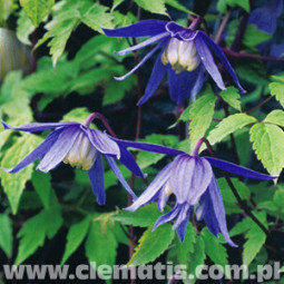 Tarha-alppikärhö Frankie