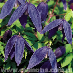 Tarha-alppikärhö Pamela Jackman