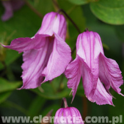 Tarhakellokärhö Aljonushka