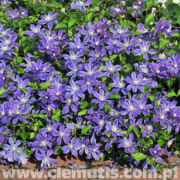 Tarhakellokärhö Arabella