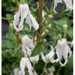 Tarhakellokärhö hakuree