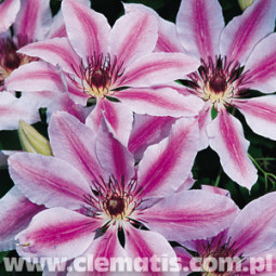 Loistokärhö Nelly Moser