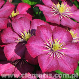 Loistokärhö Ville de Lyon