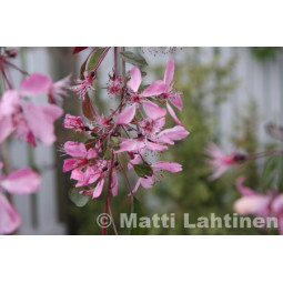 Purppuraomenapuu Royal beuty