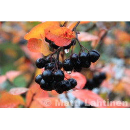 Marja-aronia