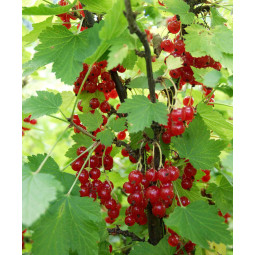 Punaherukka Punainen Hollantilainen