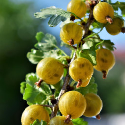 Karviainen Hinnonmäen Keltainen