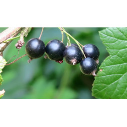 Mustaherukka Öjebyn